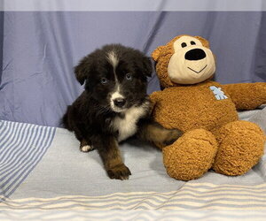 Australian Shepherd-Unknown Mix Dogs for adoption in Modesto, CA, USA