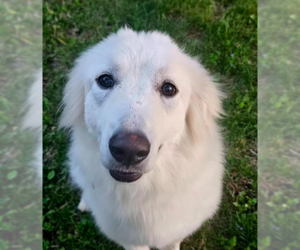 Great Pyrenees-Unknown Mix Dogs for adoption in Brooklyn Center, MN, USA