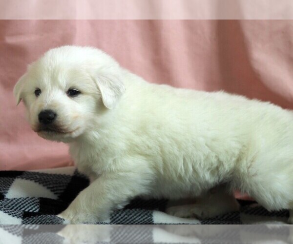 Medium Photo #3 Great Pyrenees Puppy For Sale in CLAYTON, WA, USA
