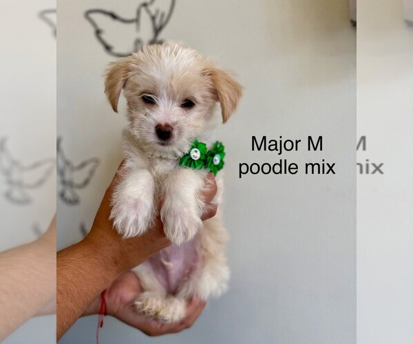 Medium Photo #1 Poodle (Miniature) Puppy For Sale in Studio City, CA, USA