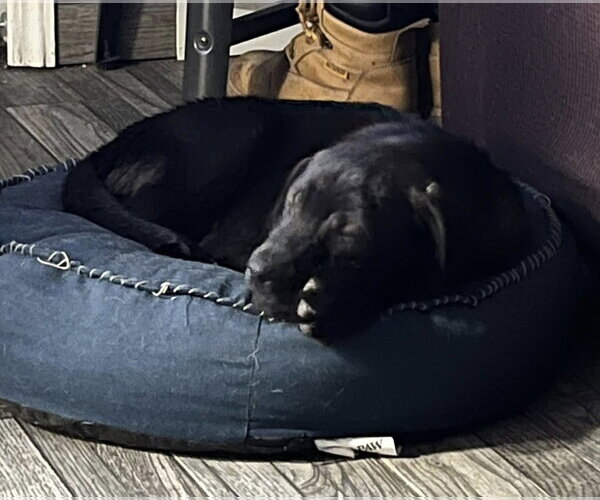 Medium Photo #5 Mutt Puppy For Sale in Mount Laurel, NJ, USA