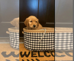 Small Photo #6 Golden Retriever Puppy For Sale in MILES, TX, USA