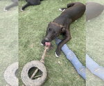 Small #8 American Staffordshire Terrier Mix