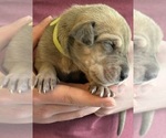 Small #4 Great Dane