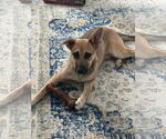 Small #8 Mutt