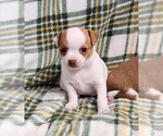 Small #4 Chihuahua