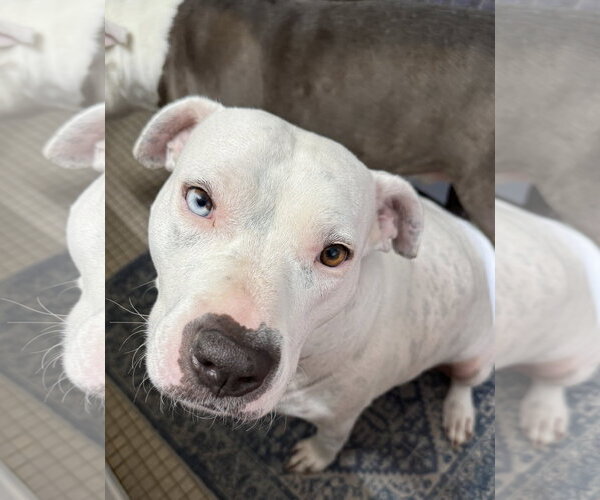 Medium Photo #1 American Pit Bull Terrier Puppy For Sale in Hillsboro, NH, USA