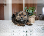 Small Photo #7 Shorkie Tzu Puppy For Sale in BERNE, IN, USA