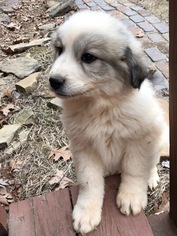 Great Pyrenees Puppy for sale in KNOXVILLE, TN, USA