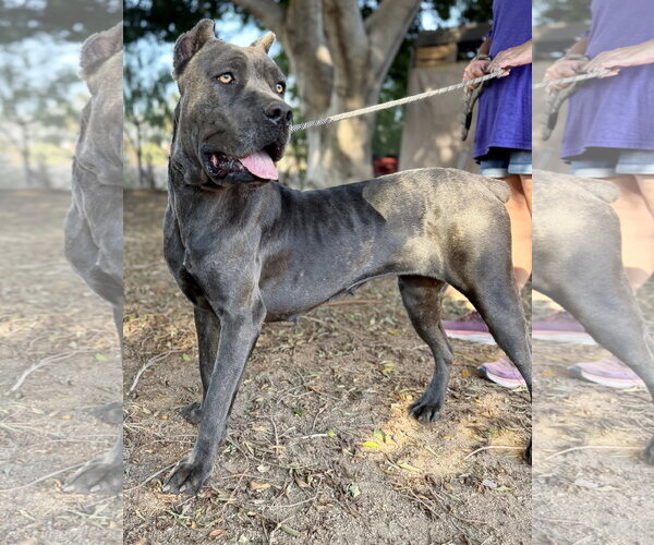 Medium Photo #2 Mutt Puppy For Sale in Goodyear, AZ, USA