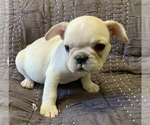 Small Photo #13 French Bulldog Puppy For Sale in ATL, GA, USA