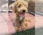 Small #4 Goldendoodle-Poodle (Toy) Mix