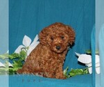 Small #2 Goldendoodle (Miniature)
