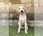 Small #2 Collie-Labrador Retriever Mix