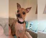 Small #2 Chihuahua
