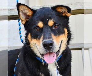 Alaskan Malamute-German Shepherd Dog Mix Dogs for adoption in Omaha, NE, USA