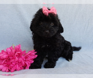 Cavapoo Puppy for sale in MILLERSBURG, OH, USA