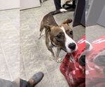 Small #2 Jack Russell Terrier Mix