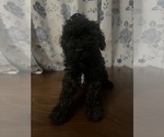 Small #20 Cockapoo