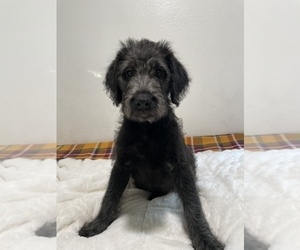 Labradoodle Puppy for sale in NORTH HIGHLANDS, CA, USA