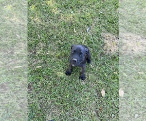 Cane Corso Puppy for sale in CLANTON, AL, USA