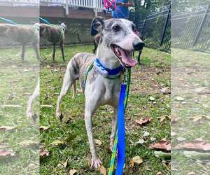 Bourbon - Male Whippet Dog for Adoption - Photo #3