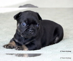 Small Photo #4 French Bulldog Puppy For Sale in WINNSBORO, TX, USA