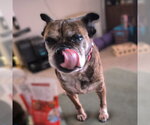 Small #3 Pug Mix