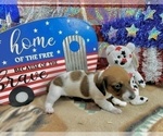Small #5 Dachshund