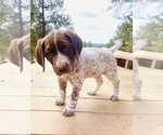 Small Photo #15 German Shorthaired Pointer Puppy For Sale in WOODLAND PARK, CO, USA