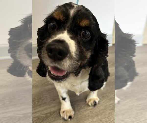 Medium Photo #8 Cocker Spaniel Puppy For Sale in Westminster, MD, USA