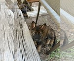 Puppy Moose German Shepherd Dog