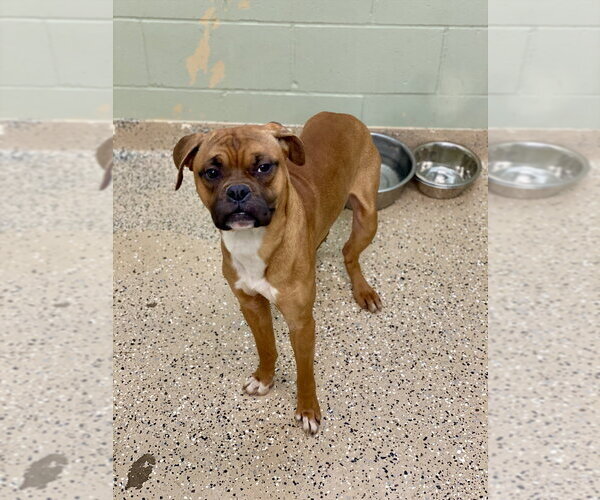 Medium Photo #2 Boxer Puppy For Sale in Austin, TX, USA