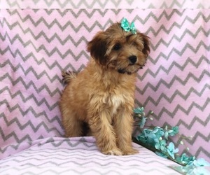 Shih Tzu-YorkiePoo Mix Puppy for sale in LAKELAND, FL, USA