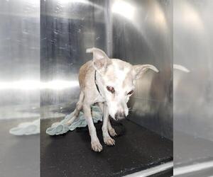 Chihuahua-Unknown Mix Dogs for adoption in San Antonio, TX, USA