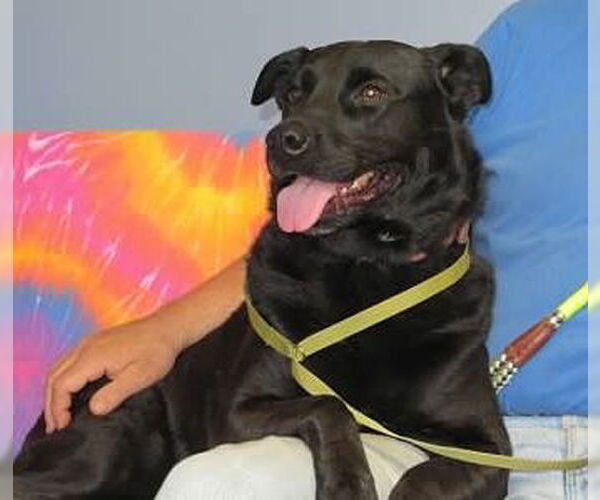 Medium Photo #10 Labrador Retriever-Unknown Mix Puppy For Sale in Minneapolis, MN, USA