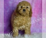 Small Photo #47 Goldendoodle (Miniature) Puppy For Sale in WARSAW, IN, USA