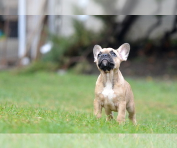 Medium Photo #8 French Bulldog Puppy For Sale in Kiskoros, Bacs-Kiskun, Hungary