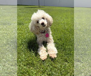 Poodle (Toy) Dogs for adoption in St. Louis Park, MN, USA
