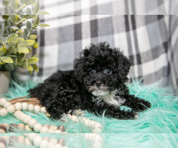 Medium Photo #1 Poodle (Toy) Puppy For Sale in NAPPANEE, IN, USA