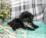 Puppy Lars Poodle (Toy)