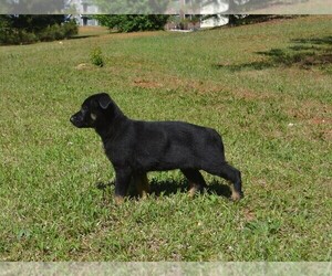 German Shepherd Dog Puppy for sale in POWDER SPRINGS, GA, USA