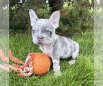 Small #1 French Bulldog