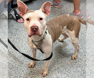 American Staffordshire Terrier-Unknown Mix Dogs for adoption in Sayreville, NJ, NJ, USA