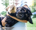 Small #6 Bernedoodle (Miniature)