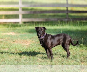 Plato - Male Mutt Dog for Adoption - Photo #3