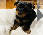 Small Yorkshire Terrier