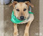 Small #3 German Shepherd Dog Mix
