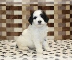 Small Photo #4 Bernedoodle (Miniature) Puppy For Sale in DENVER, PA, USA