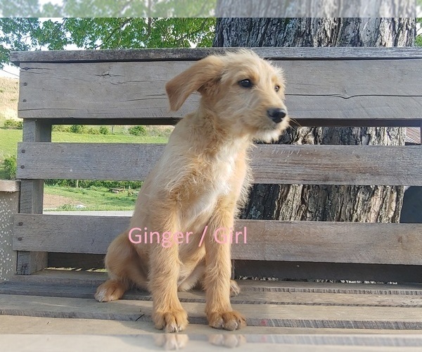 Medium Photo #2 Shepadoodle Puppy For Sale in EZEL, KY, USA